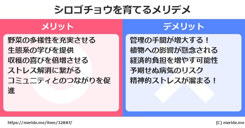シロゴチョウを育てるメリットとデメリットは？ [栽培]  メリデメ