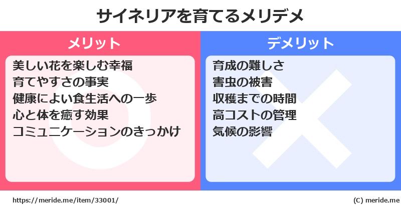 サイネリアを育てるメリットとデメリットは？ [栽培]  メリデメ