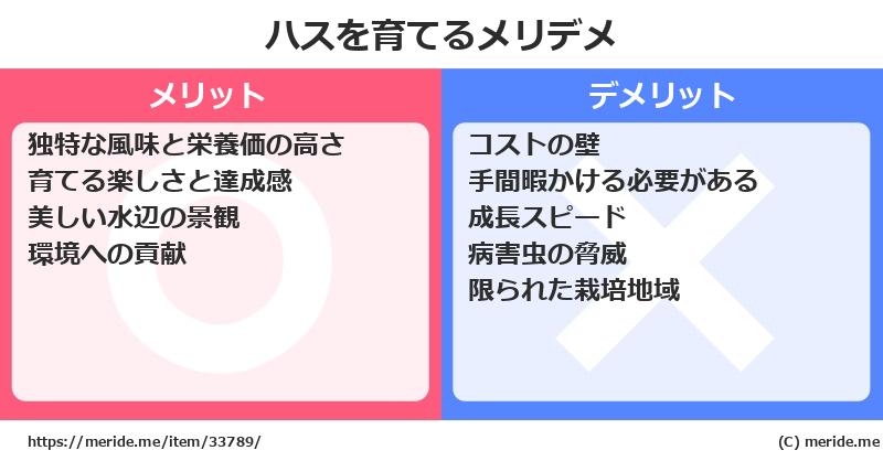 ハスを育てるメリットとデメリットは？ [栽培]  メリデメ