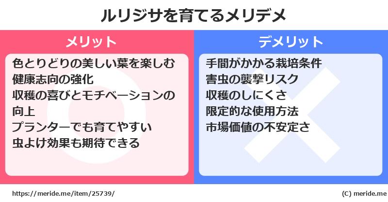 ルリジサを育てるメリットとデメリットは？ [栽培]  メリデメ