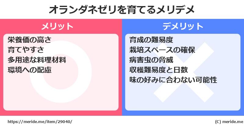 オランダネゼリを育てるメリットとデメリットは？ [栽培]  メリデメ