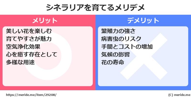 シネラリアを育てるメリットとデメリットは？ [栽培]  メリデメ