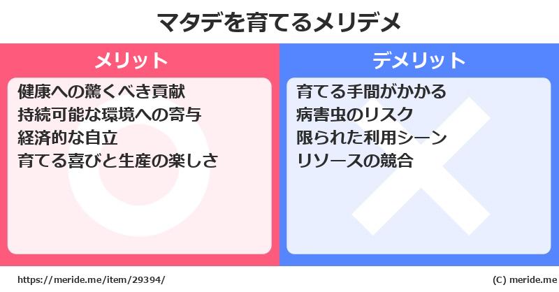マタデを育てるメリットとデメリットは？ [栽培]  メリデメ