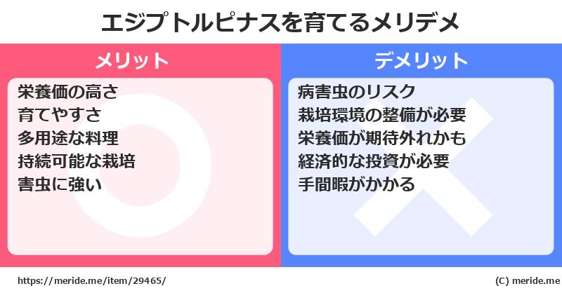 エジプトルピナスを育てるメリットとデメリットは？ [栽培]  メリデメ