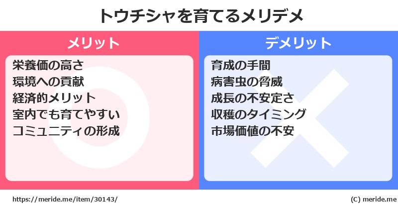 トウチシャを育てるメリットとデメリットは？ [栽培]  メリデメ