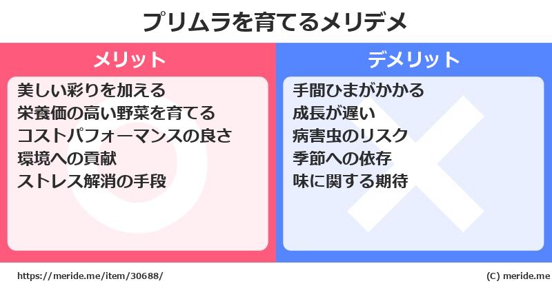 プリムラを育てるメリットとデメリットは？ [栽培]  メリデメ
