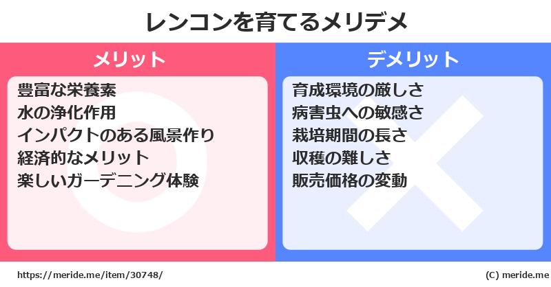 レンコンを育てるメリットとデメリットは？ [栽培]  メリデメ