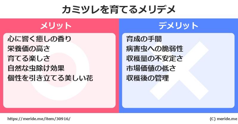 カミツレを育てるメリットとデメリットは？ [栽培]  メリデメ