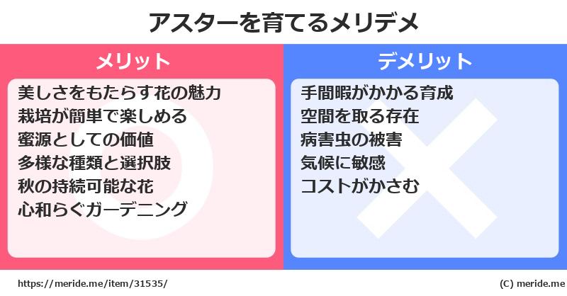 アスターを育てるメリットとデメリットは？ [栽培]  メリデメ