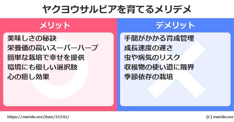 ヤクヨウサルビアを育てるメリットとデメリットは？ [栽培]  メリデメ
