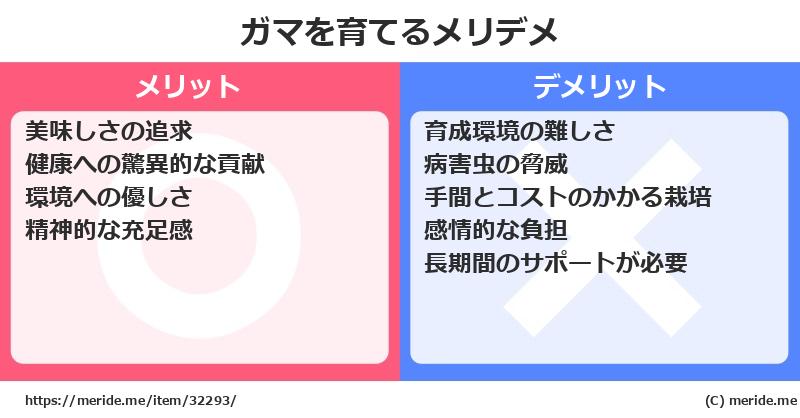 ガマを育てるメリットとデメリットは？ [栽培]  メリデメ