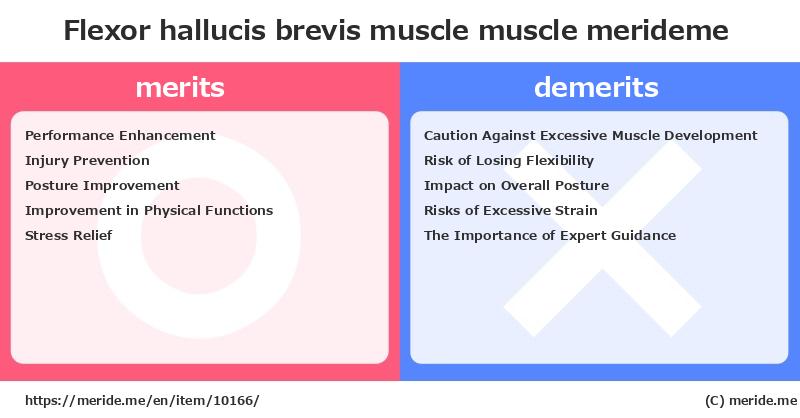 Flexor hallucis brevis muscle  merits and demerits?  [muscle]  merideme