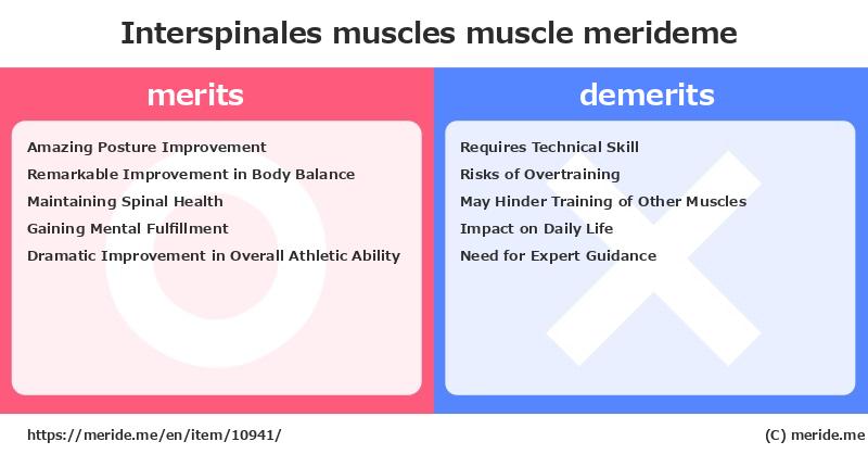 Interspinales muscles  merits and demerits?  [muscle]  merideme