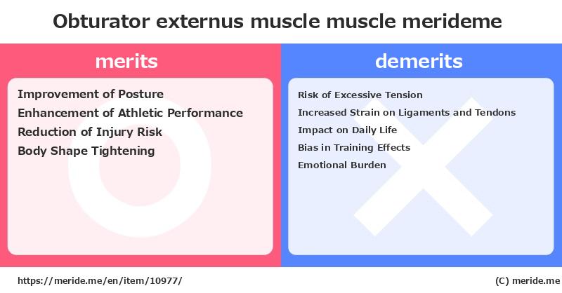 Obturator externus muscle  ¿ventajas y desventajas?  [muscle]  merideme