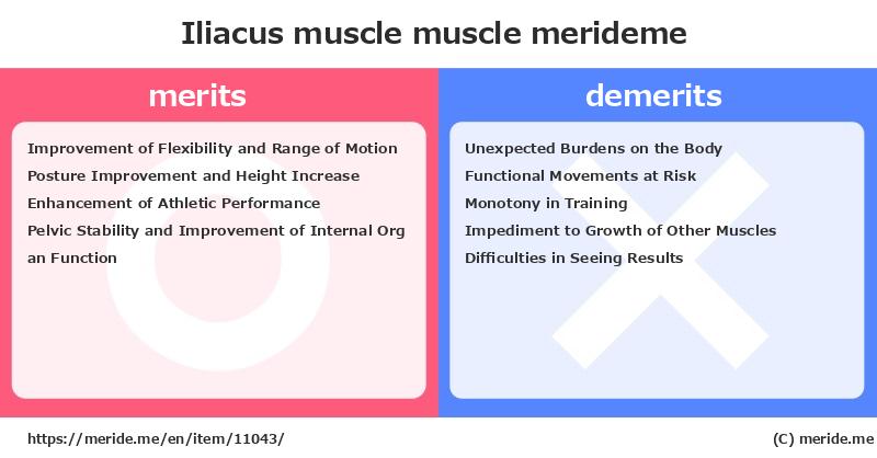 Iliacus muscle  merits and demerits?  [muscle]  merideme