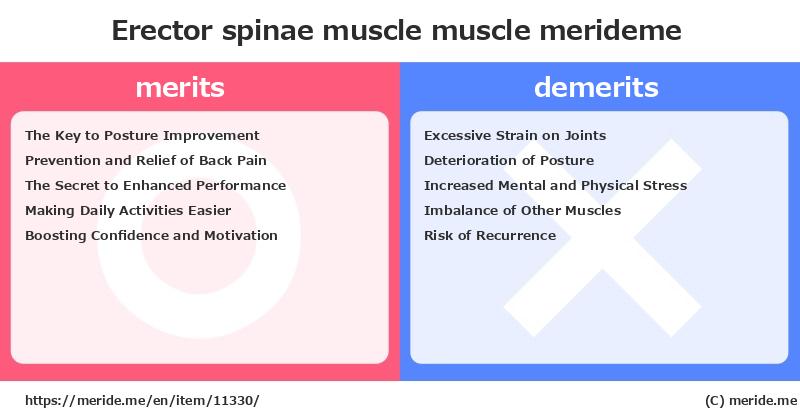 Erector spinae muscle  merits and demerits?  [muscle]  merideme