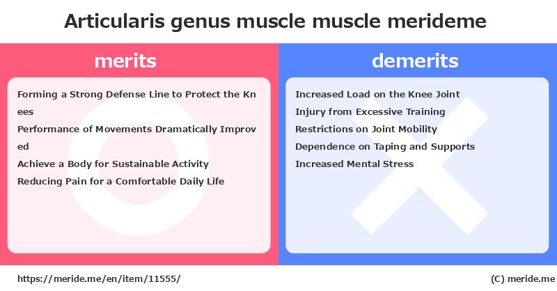 Articularis genus muscle  merits and demerits?  [muscle]  merideme