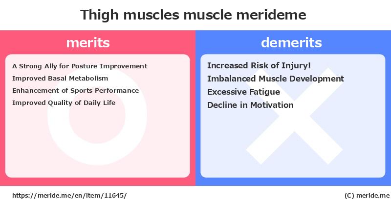 Thigh muscles  merits and demerits?  [muscle]  merideme