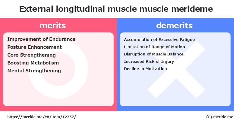 External longitudinal muscle  merits and demerits?  [muscle]  merideme