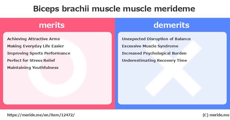 Biceps brachii muscle  merits and demerits?  [muscle]  merideme