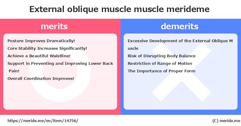 External oblique muscle  merits and demerits?  [muscle]  merideme