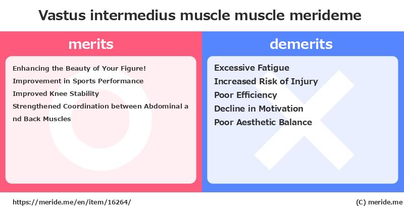 Vastus intermedius muscle  merits and demerits?  [muscle]  merideme