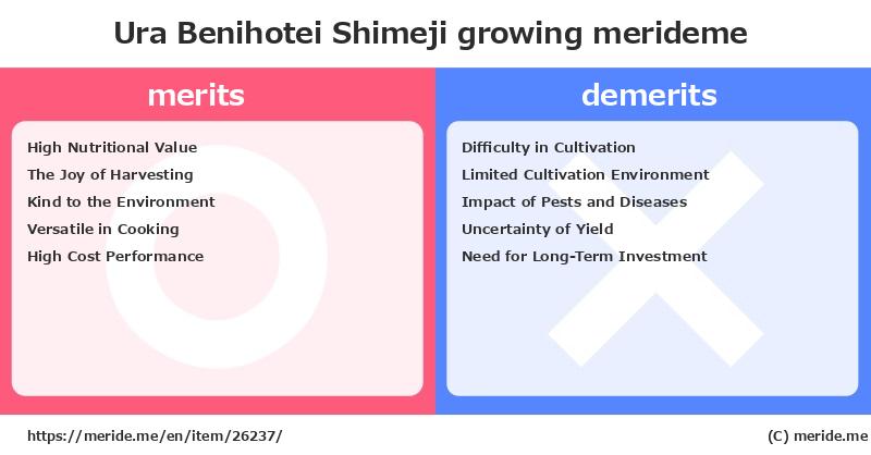 Ura Benihotei Shimeji  merits and demerits?  [growing]  merideme