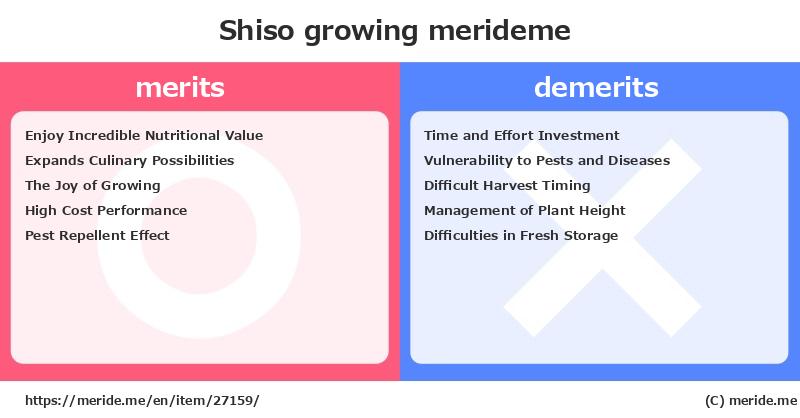 Shiso  merits and demerits?  [growing]  merideme