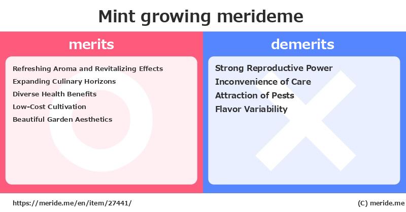 Mint  merits and demerits?  [growing]  merideme