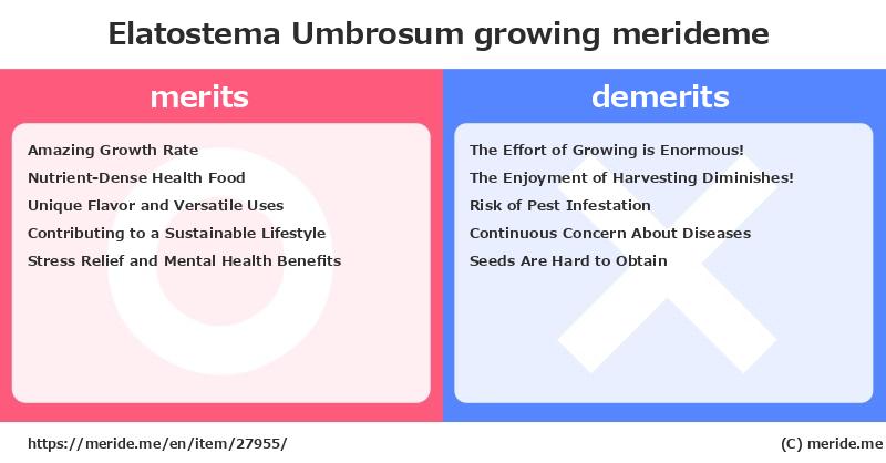 Elatostema Umbrosum  merits and demerits?  [growing]  merideme
