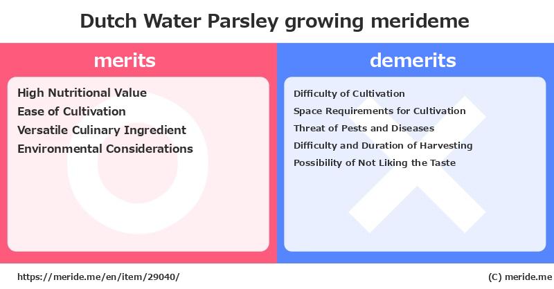 Dutch Water Parsley  merits and demerits?  [growing]  merideme