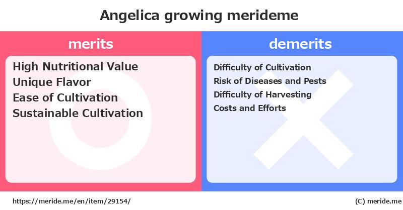 Angelica  merits and demerits?  [growing]  merideme