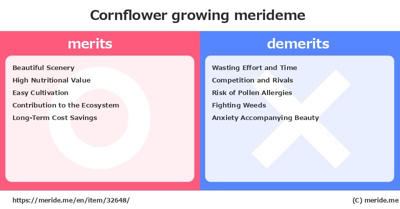Cornflower  merits and demerits?  [growing]  merideme