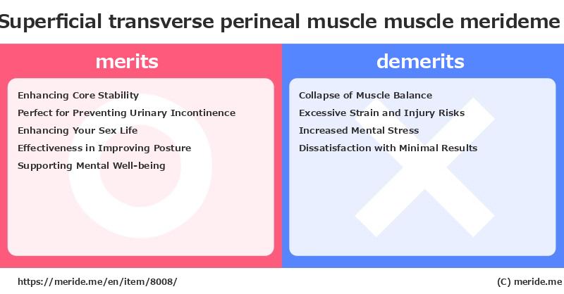 Superficial transverse perineal muscle  merits and demerits?  [muscle]  merideme