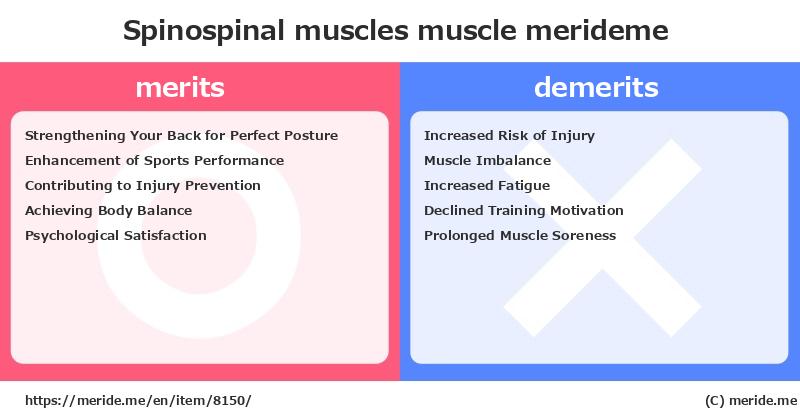 Spinospinal muscles  merits and demerits?  [muscle]  merideme