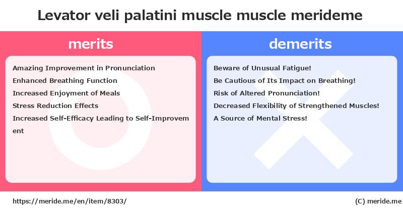 Levator veli palatini muscle  merits and demerits?  [muscle]  merideme