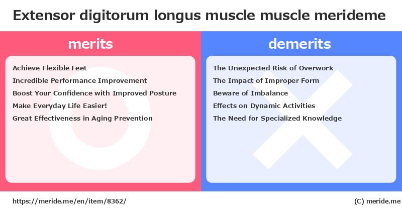 Extensor digitorum longus muscle  merits and demerits?  [muscle]  merideme