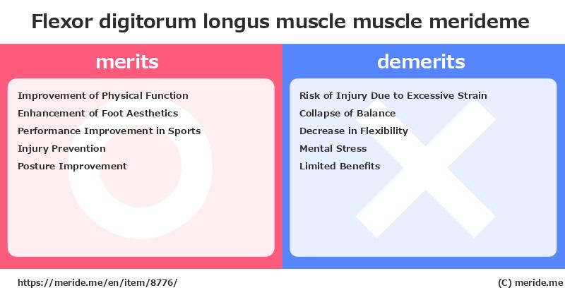 Flexor digitorum longus muscle  merits and demerits?  [muscle]  merideme