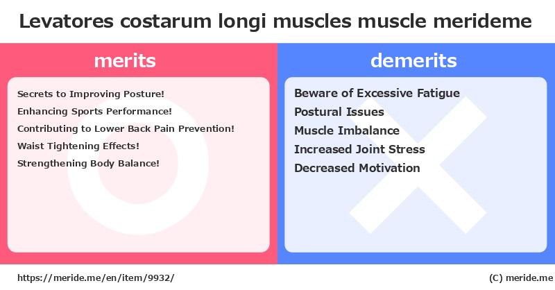 Levatores costarum longi muscles  merits and demerits?  [muscle]  merideme