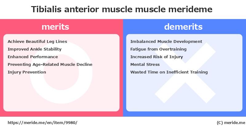 Tibialis anterior muscle  merits and demerits?  [muscle]  merideme